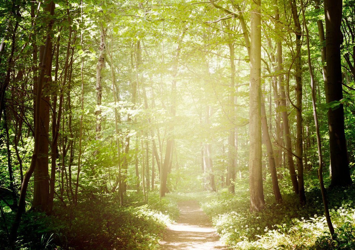 Lichter Waldweg – Symbol für deinen neuen Weg